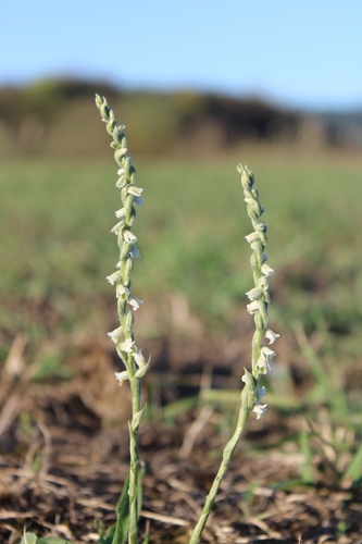 Autumn Ladies' Tresses