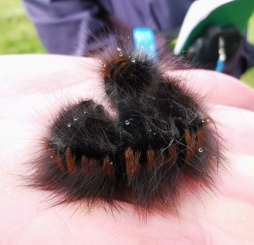 Fox Moth