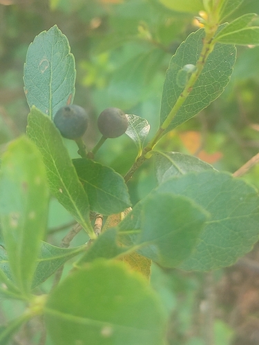 Indian Hawthorn