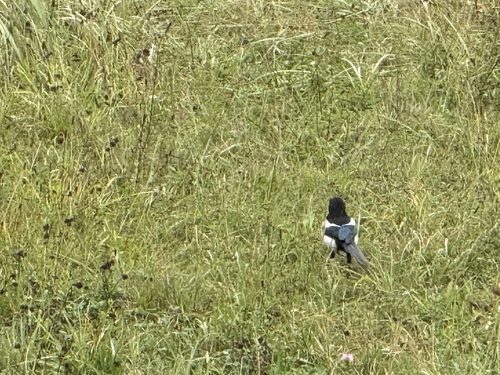 Eurasian Magpie