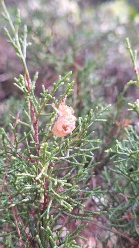Ash Cicada