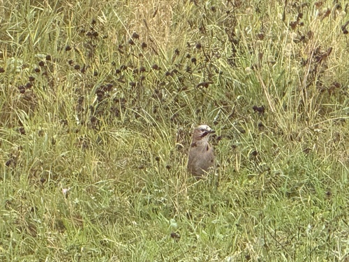 Eurasian Jay