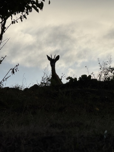 Western Roe Deer