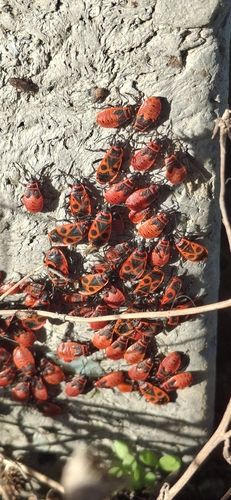 European Firebug