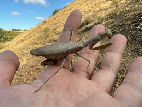 Transcaucasian Giant Mantis