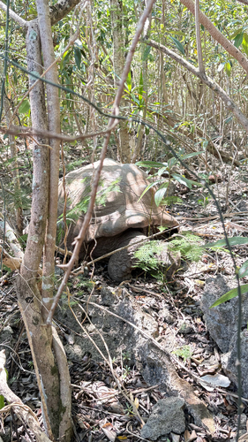 Aldabra Giant Tortoise