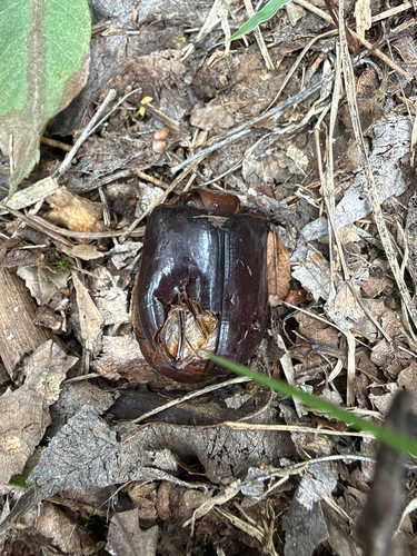 Oryctes nasicornis corniculatus