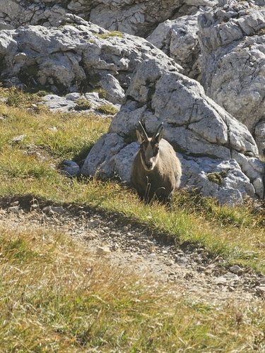 Northern Chamois
