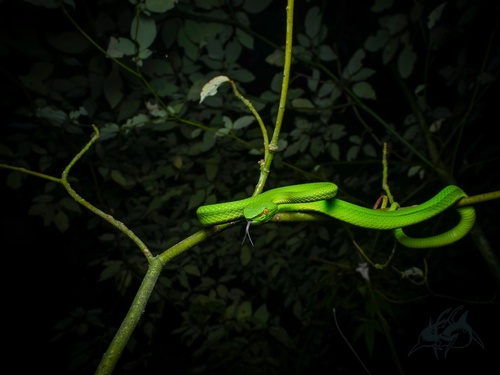 Trimeresurus sichuanensis