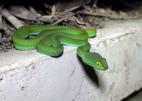 Kramer's Pit Viper