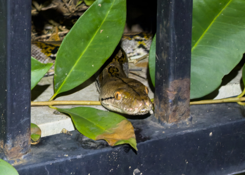 Reticulated Python