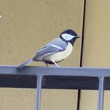 Great Tit