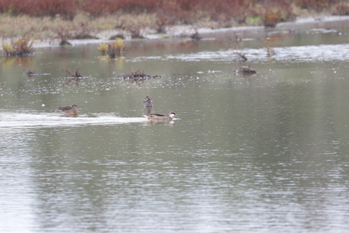 White-cheeked Pintail