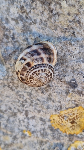 Chocolate-band Snail