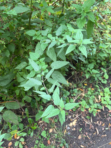 great stinging nettle