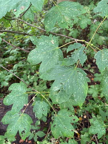 sycamore maple