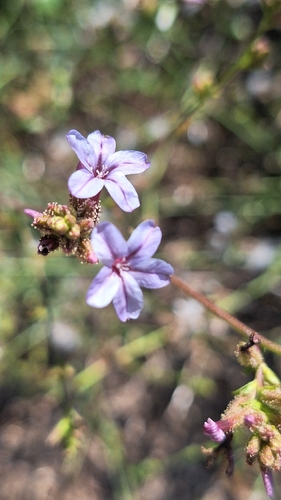 common leadwort