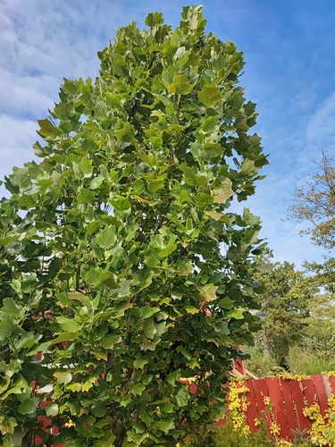 American tuliptree