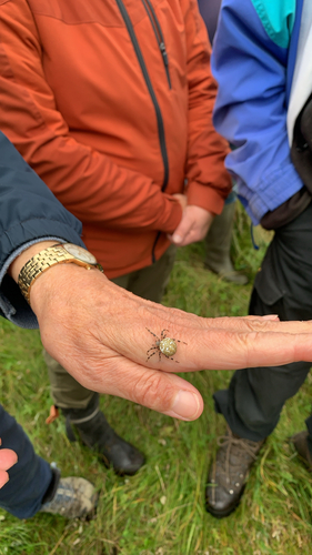 Four-spot Orbweaver