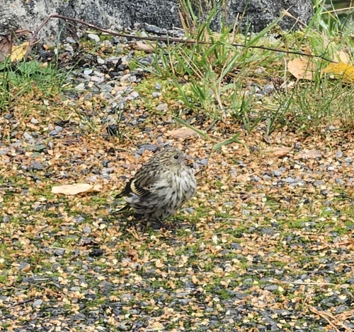 Eurasian Siskin