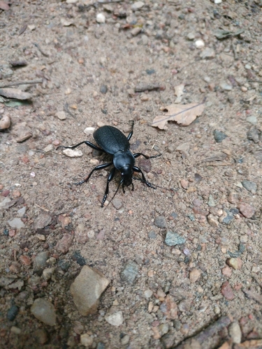 Leather Beetle