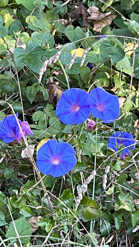 oceanblue morning glory