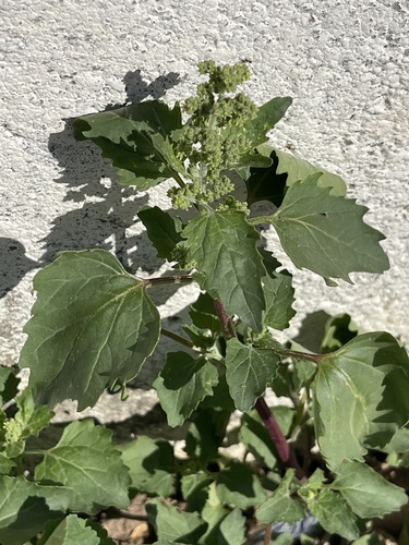 nettle-leaved goosefoot