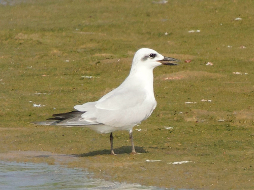 Gull-billed Tern
