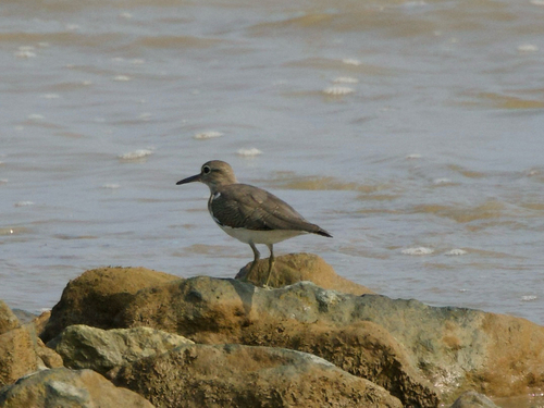 Common Sandpiper