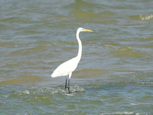 Great Egret