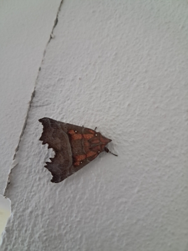 Herald Moth