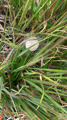 Wasp Spider