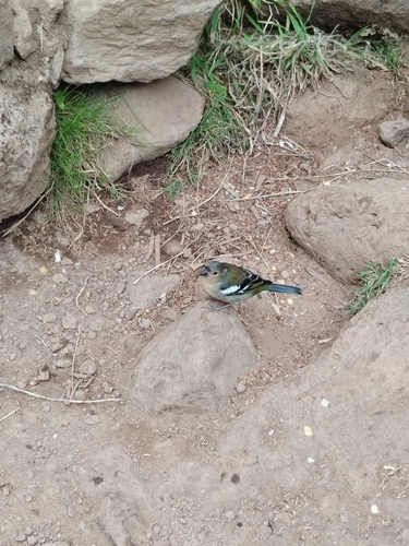 Madeiran Chaffinch