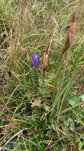marsh gentian
