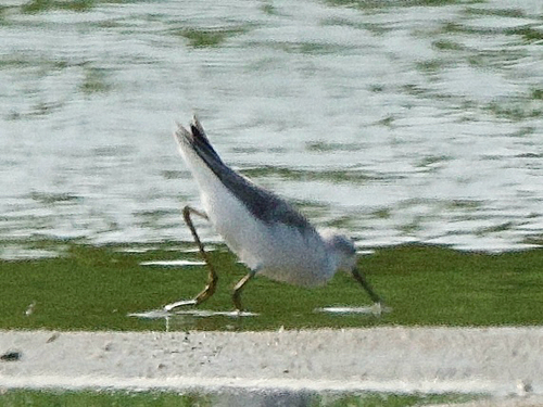 Marsh Sandpiper