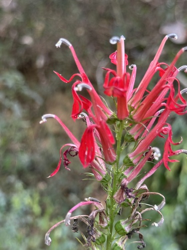 cardinal flower