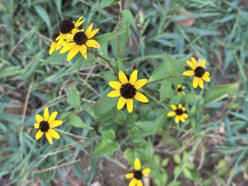 brown-eyed Susan
