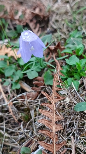Common Harebell