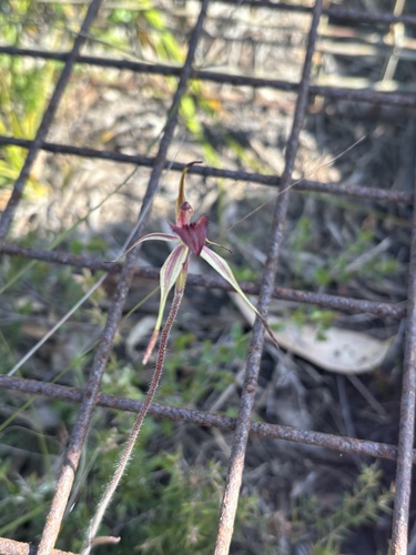 Caladenia insularis