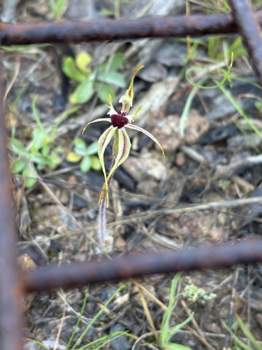 Small Spider-orchid