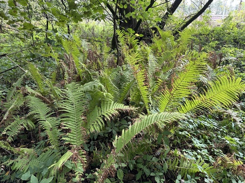 ostrich fern