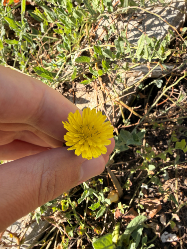 bristly oxtongue