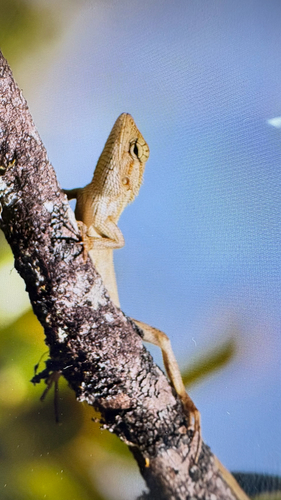 Indian Garden Lizard