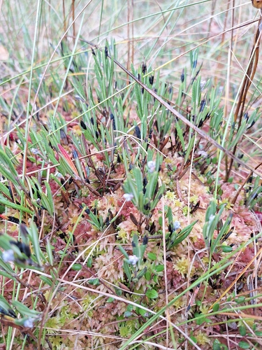 Wild Rosemary