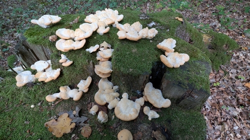 Climacocystis borealis