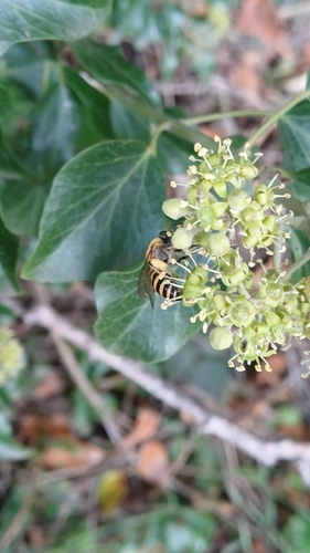 Ivy Cellophane Bee