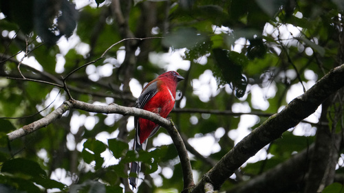 Red-headed Trogon