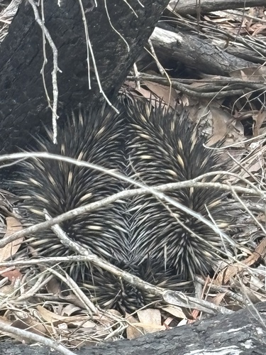 Eastern Short-beaked Echidna