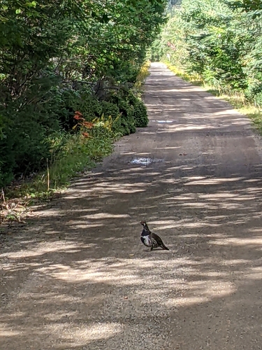 Spruce Grouse