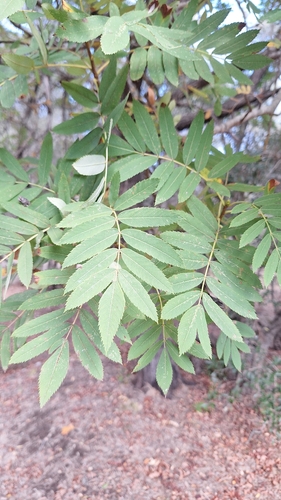Service-tree